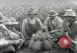 Image Hawaiian travailleurs d'Ananas reposant Hawaii USA, 1916, de la seconde 31 séquences d'archives historiques vidéo 65675022621