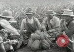 Image Hawaiian travailleurs d'Ananas reposant Hawaii USA, 1916, de la seconde 33 séquences d'archives historiques vidéo 65675022621