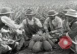 Image Hawaiian travailleurs d'Ananas reposant Hawaii USA, 1916, de la seconde 36 séquences d'archives historiques vidéo 65675022621