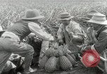 Image Hawaiian travailleurs d'Ananas reposant Hawaii USA, 1916, de la seconde 38 séquences d'archives historiques vidéo 65675022621