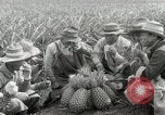 Image Hawaiian travailleurs d'Ananas reposant Hawaii USA, 1916, de la seconde 44 séquences d'archives historiques vidéo 65675022621