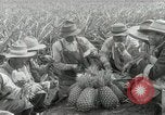 Image Hawaiian travailleurs d'Ananas reposant Hawaii USA, 1916, de la seconde 47 séquences d'archives historiques vidéo 65675022621