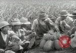 Image Hawaiian travailleurs d'Ananas reposant Hawaii USA, 1916, de la seconde 49 séquences d'archives historiques vidéo 65675022621