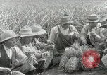 Image Hawaiian travailleurs d'Ananas reposant Hawaii USA, 1916, de la seconde 50 séquences d'archives historiques vidéo 65675022621