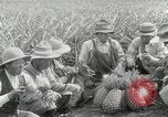 Image Hawaiian travailleurs d'Ananas reposant Hawaii USA, 1916, de la seconde 51 séquences d'archives historiques vidéo 65675022621