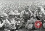 Image Hawaiian travailleurs d'Ananas reposant Hawaii USA, 1916, de la seconde 53 séquences d'archives historiques vidéo 65675022621