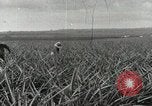 Standbild Ananas geerntet Hawaii USA, 1916, aus Sekunde 11 historischem Filmmaterial Videoclip 65675022622