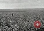 Standbild Ananas geerntet Hawaii USA, 1916, aus Sekunde 12 historischem Filmmaterial Videoclip 65675022622