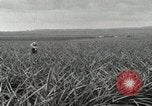 Standbild Ananas geerntet Hawaii USA, 1916, aus Sekunde 13 historischem Filmmaterial Videoclip 65675022622