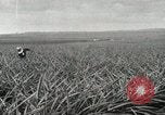Standbild Ananas geerntet Hawaii USA, 1916, aus Sekunde 14 historischem Filmmaterial Videoclip 65675022622