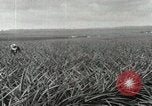 Standbild Ananas geerntet Hawaii USA, 1916, aus Sekunde 15 historischem Filmmaterial Videoclip 65675022622