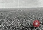 Standbild Ananas geerntet Hawaii USA, 1916, aus Sekunde 16 historischem Filmmaterial Videoclip 65675022622