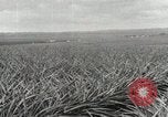 Standbild Ananas geerntet Hawaii USA, 1916, aus Sekunde 17 historischem Filmmaterial Videoclip 65675022622