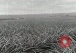 Standbild Ananas geerntet Hawaii USA, 1916, aus Sekunde 18 historischem Filmmaterial Videoclip 65675022622