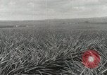 Standbild Ananas geerntet Hawaii USA, 1916, aus Sekunde 19 historischem Filmmaterial Videoclip 65675022622