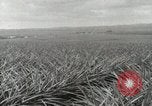 Standbild Ananas geerntet Hawaii USA, 1916, aus Sekunde 20 historischem Filmmaterial Videoclip 65675022622