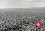 Standbild Ananas geerntet Hawaii USA, 1916, aus Sekunde 21 historischem Filmmaterial Videoclip 65675022622