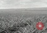 Standbild Ananas geerntet Hawaii USA, 1916, aus Sekunde 22 historischem Filmmaterial Videoclip 65675022622