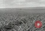 Standbild Ananas geerntet Hawaii USA, 1916, aus Sekunde 23 historischem Filmmaterial Videoclip 65675022622