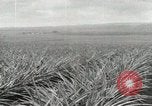 Standbild Ananas geerntet Hawaii USA, 1916, aus Sekunde 24 historischem Filmmaterial Videoclip 65675022622