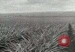Standbild Ananas geerntet Hawaii USA, 1916, aus Sekunde 25 historischem Filmmaterial Videoclip 65675022622
