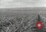 Standbild Ananas geerntet Hawaii USA, 1916, aus Sekunde 26 historischem Filmmaterial Videoclip 65675022622