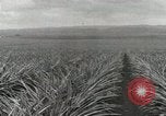 Standbild Ananas geerntet Hawaii USA, 1916, aus Sekunde 27 historischem Filmmaterial Videoclip 65675022622