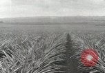 Standbild Ananas geerntet Hawaii USA, 1916, aus Sekunde 28 historischem Filmmaterial Videoclip 65675022622