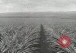 Standbild Ananas geerntet Hawaii USA, 1916, aus Sekunde 29 historischem Filmmaterial Videoclip 65675022622
