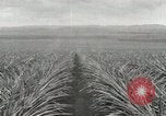 Standbild Ananas geerntet Hawaii USA, 1916, aus Sekunde 30 historischem Filmmaterial Videoclip 65675022622