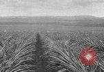 Standbild Ananas geerntet Hawaii USA, 1916, aus Sekunde 31 historischem Filmmaterial Videoclip 65675022622
