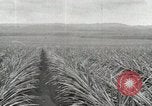 Standbild Ananas geerntet Hawaii USA, 1916, aus Sekunde 32 historischem Filmmaterial Videoclip 65675022622