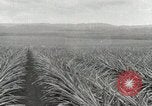 Standbild Ananas geerntet Hawaii USA, 1916, aus Sekunde 33 historischem Filmmaterial Videoclip 65675022622