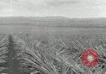 Standbild Ananas geerntet Hawaii USA, 1916, aus Sekunde 34 historischem Filmmaterial Videoclip 65675022622