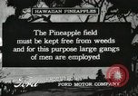 Standbild Ananas geerntet Hawaii USA, 1916, aus Sekunde 35 historischem Filmmaterial Videoclip 65675022622