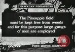 Standbild Ananas geerntet Hawaii USA, 1916, aus Sekunde 37 historischem Filmmaterial Videoclip 65675022622