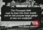 Standbild Ananas geerntet Hawaii USA, 1916, aus Sekunde 38 historischem Filmmaterial Videoclip 65675022622
