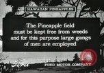 Standbild Ananas geerntet Hawaii USA, 1916, aus Sekunde 39 historischem Filmmaterial Videoclip 65675022622
