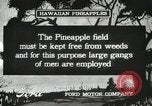 Standbild Ananas geerntet Hawaii USA, 1916, aus Sekunde 40 historischem Filmmaterial Videoclip 65675022622