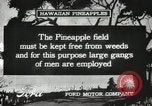 Standbild Ananas geerntet Hawaii USA, 1916, aus Sekunde 41 historischem Filmmaterial Videoclip 65675022622