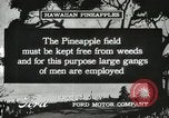 Standbild Ananas geerntet Hawaii USA, 1916, aus Sekunde 42 historischem Filmmaterial Videoclip 65675022622