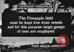Standbild Ananas geerntet Hawaii USA, 1916, aus Sekunde 43 historischem Filmmaterial Videoclip 65675022622