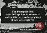 Standbild Ananas geerntet Hawaii USA, 1916, aus Sekunde 44 historischem Filmmaterial Videoclip 65675022622