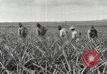 Standbild Ananas geerntet Hawaii USA, 1916, aus Sekunde 45 historischem Filmmaterial Videoclip 65675022622