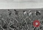 Standbild Ananas geerntet Hawaii USA, 1916, aus Sekunde 46 historischem Filmmaterial Videoclip 65675022622