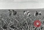 Standbild Ananas geerntet Hawaii USA, 1916, aus Sekunde 47 historischem Filmmaterial Videoclip 65675022622
