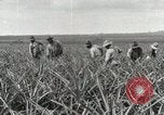 Standbild Ananas geerntet Hawaii USA, 1916, aus Sekunde 48 historischem Filmmaterial Videoclip 65675022622