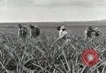 Standbild Ananas geerntet Hawaii USA, 1916, aus Sekunde 49 historischem Filmmaterial Videoclip 65675022622