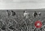 Standbild Ananas geerntet Hawaii USA, 1916, aus Sekunde 50 historischem Filmmaterial Videoclip 65675022622