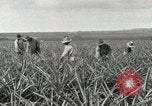 Standbild Ananas geerntet Hawaii USA, 1916, aus Sekunde 51 historischem Filmmaterial Videoclip 65675022622